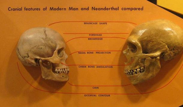 Comparison of Neanderthal and Modern human skulls from the Cleveland Museum of Natural History