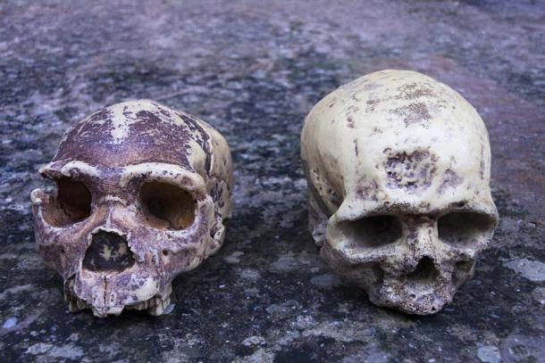 Un cráneo de neandertal (izquierda) junto a un cráneo de homo sapiens. Aunque los cráneos son muy diferentes, resulta que casi el 40% del genoma humano moderno está relacionado con cruces y mutaciones neandertales. (procy_ab/Adobe Stock)