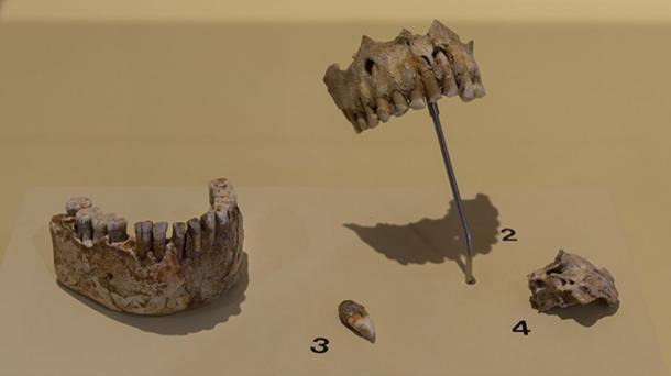 Neanderthals did eat plants as evidence from the study of Neanderthal teeth. (Thilo Parg / CC BY-SA 4.0)