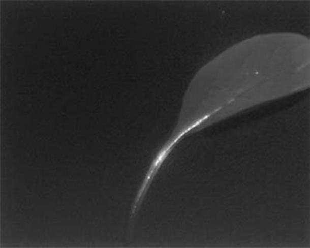 Near-infrared image of nanosheets taken from a plant. (University of Göttingen)