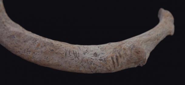 Nearly all the bones show cut marks. (© Nicolaus Seefeld)