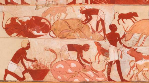 Nebamun supervisando las actividades de la propiedad, Tumba de Nebamun, los hombres marcan el ganado mientras el propietario de la tumba, Nebamun, observa y un escriba registra los procedimientos., por Charles K. Wilkinson (Museo Metropolitano de Arte / Dominio público)