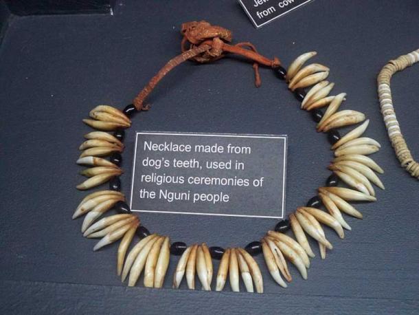 Necklace made from dog's teeth, used in religious ceremonies of the Nguni people. Exhibit of the Museum of Gems and Jewelry, Cape Town, South Africa. (Vassia Atanassova - Spiritia, CC BY-SA 4.0)