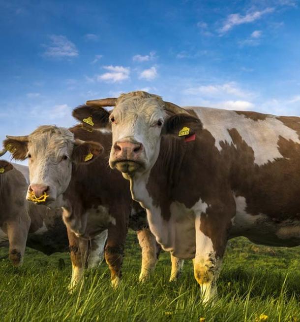 ‘Negative’ cows.