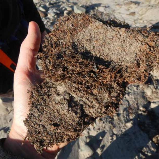 Musgo recién descongelado de depósitos de permafrost costeros. El musgo proviene de la erosión del río que atravesó el paisaje de Kap København hace unos dos millones de años. (Profesor Nicolaj K. Larsen/Naturaleza)