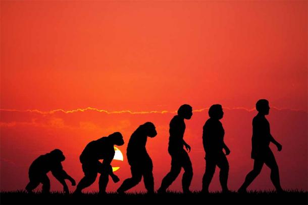 Los primates no humanos pueden portar los mismos virus, como el virus del papiloma humano, que existe en primates y homínidos desde hace 40 millones de años. (adrenalina pura / Adobe Stock)