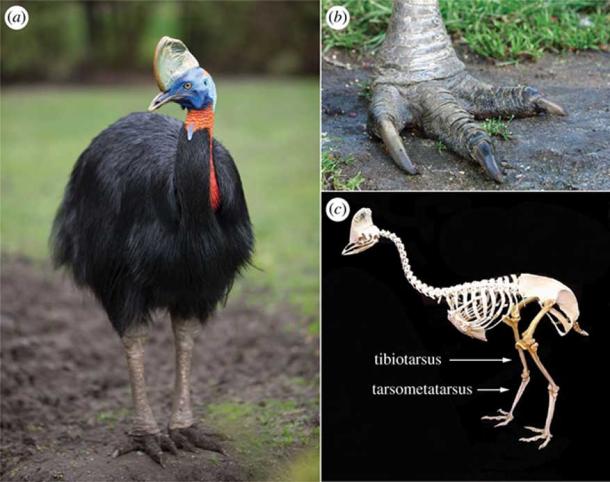 Northern or single-wattled cassowary (Casuarius unappendiculatus); females can stand 2 m (6’7”) tall and weigh up to 58 kg (128 lbs) (Holger Ehlers). They have stout legs with dense, apneumatic bones and large, three-toed (tridactylus) feet with a dangerous medial toe (digit II), equipped with a prodigious spike-like claw that has proven lethal following the bird’s powerful kick. (Christian Hütter)