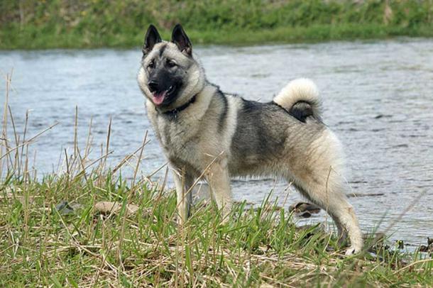 Norwegian Elkhound by the river.