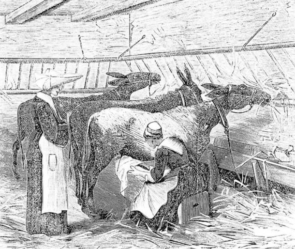 Nurse holding a baby to suckle directly from a donkey at the hospital for assisted children in Paris