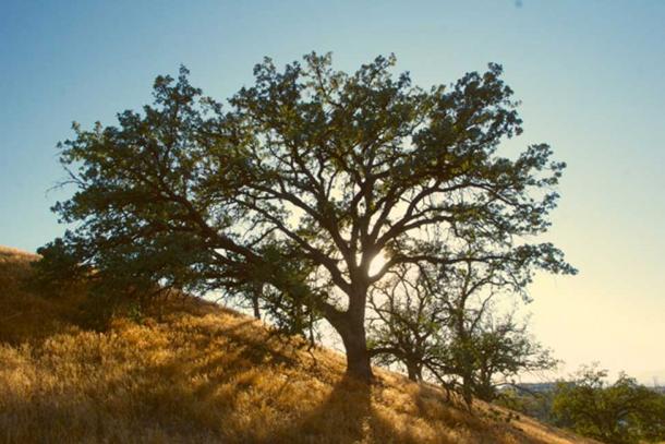 “Oak trees are largely promoted by low-to moderate-level forest fires.” (CC0)