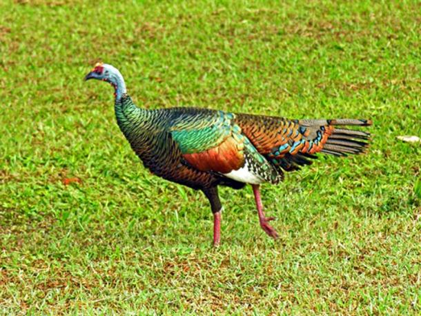 Ocellated Turkey, Gautemala.