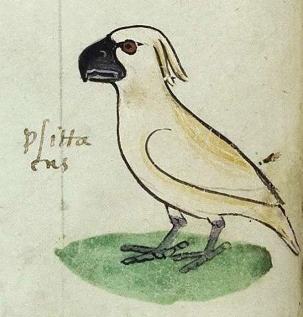 One of the four images of the cockatoo gifted to Frederick II by the ‘Sultan of Babylon’. Codex Ms. Pal. Lat 1071, folio 20v Source: © [2018] Biblioteca Apostolica Vaticana