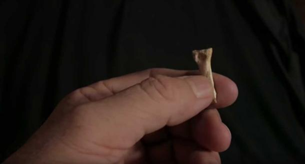 One of the teeth found in Callao Cave (Youtube Screenshot)