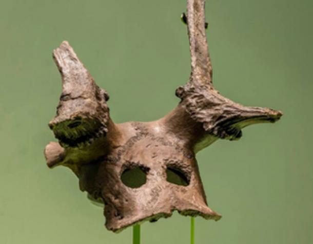 One of the three Mesolithic deer skull headdresses from the Star Carr exhibition at the Museum of Archaeology and Anthropology. (Josh Murfitt / MAA)