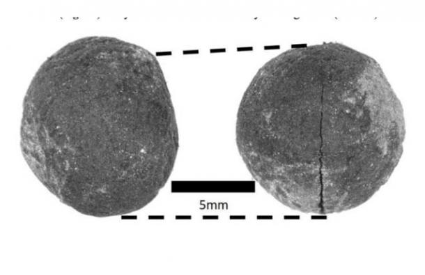 One unusual crop that Mueller uncovered was field pea, burnt but perfectly intact. Peas were not previously considered to be part of early agriculture in this region. (Courtesy of Proc. Royal Soc. B/CC BY SA 4.0)