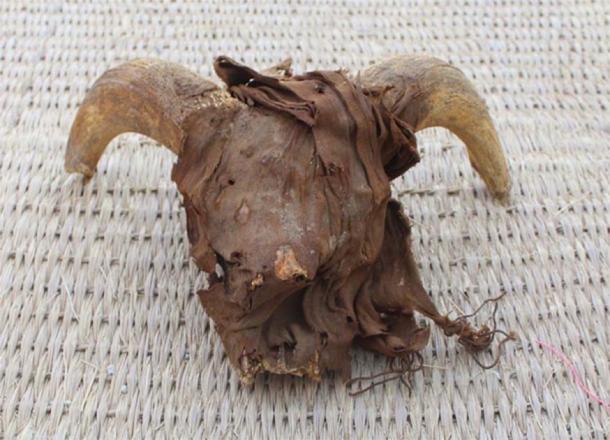 One of the mummified ram heads. Credit: Ministry of Tourism and Antiquities.