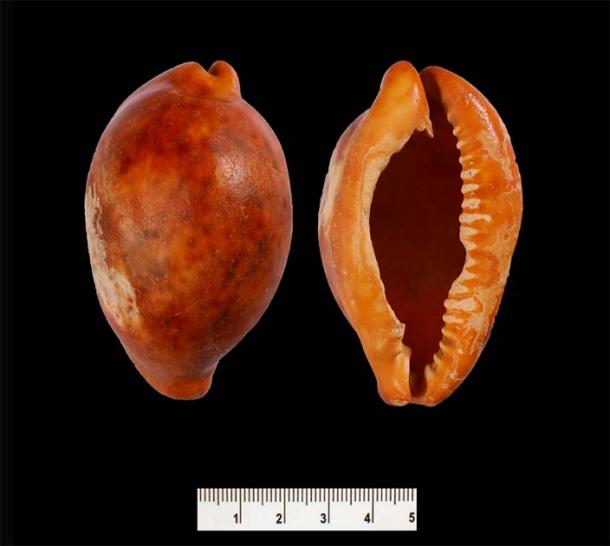 One of the cowrie shells found in the tomb. (Davida Eisenberg-Degen / Israel Antiquities Authority)