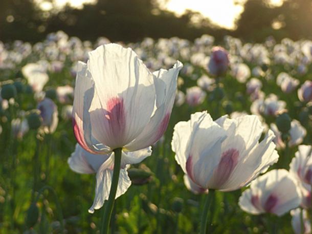 Opium poppies, Hampstead Norreys, near to Hampstead Norreys, West Berkshire, Great Britain. (Andrew Smith/ CC BY-SA 2.0)