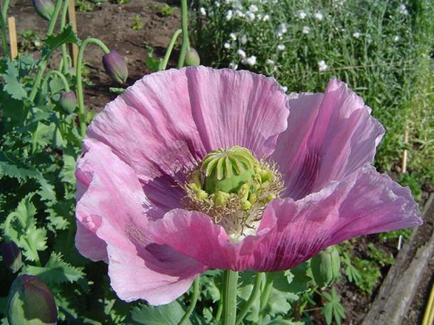 Opium poppy. (Louise Joly/CC BY SA 1.0)