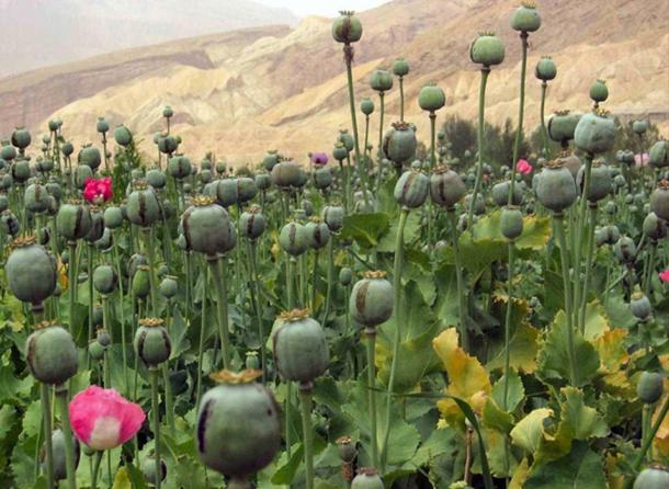Opium (Images via Liza Knox.)