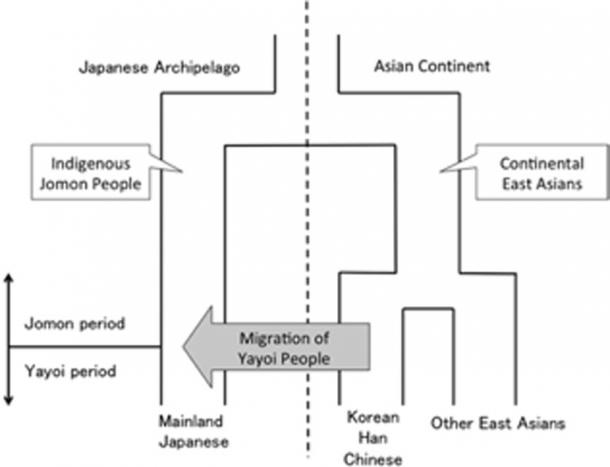 Overview of the currently accepted demographic model of the mainland Japanese population. (University of Tokyo / Fair Use)