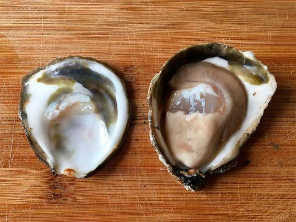 Oysters persist as a classic and captivating choice when it comes to aphrodisiacs. (Taishonambu/CC BY-SA 4.0)
