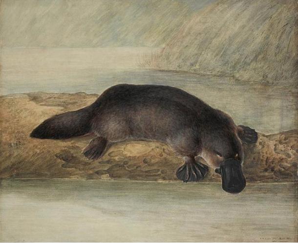 Painting of a platypus, John Lewin, New South Wales, Australia (1808) 