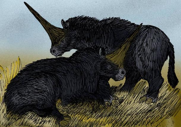 Pair of E. sibiricum (the Siberian ‘unicorn’). 