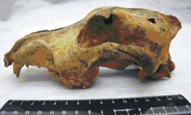 Paleolithic dog skull dated to 33,000-years ago of a dog-like canid found in the Altai Mountains.