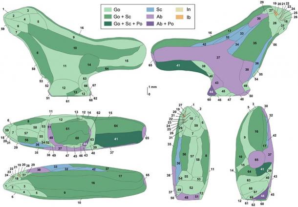 A Paleolithic bird figurine from the Lingjing site, Henan, China. Tracings of the six aspects of the Lingjing bird carving with the technique used to manufacture each area. Ab: Abrading; Go: Gouging; Ib: Incising with a burin; In: Incising; Po: Polishing; Sc: Scraping. (Image: Zhanyang Li, Luc Doyon et al / PLOS ONE )