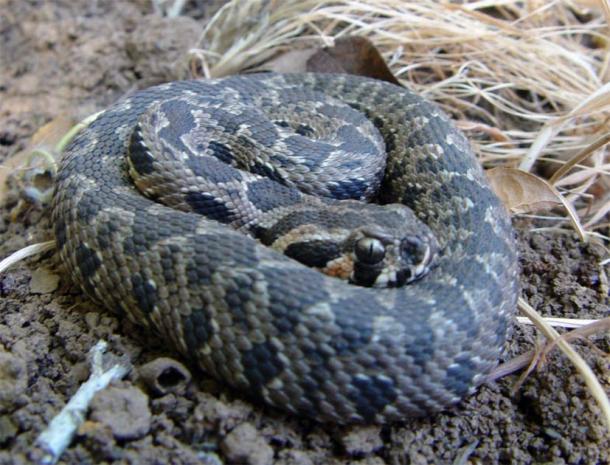 Palestine viper, a viper species endemic to the Levant. (Guy Haimovitch/CC BY SA 3.0)