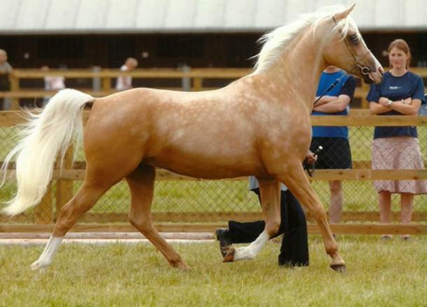 Palomino horse coloring ranges from deep gold to a golden cream color with white mane and tail