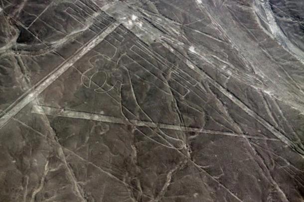 Parrot geoglyph at Nazca