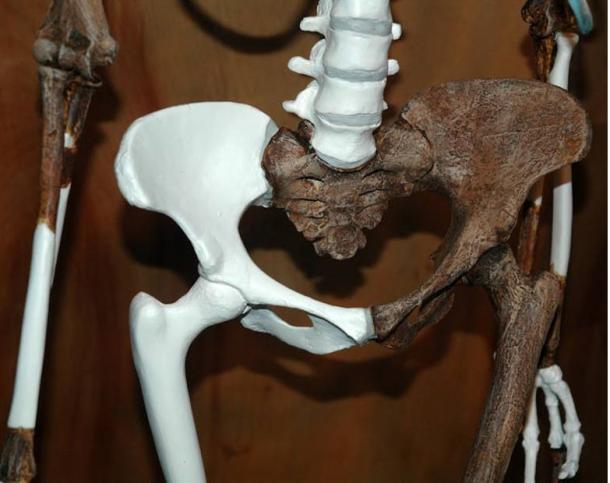 Part of Lucy’s reconstructed skeleton, on display at the Cleveland Museum of Natural History in 2006. (James St. John/CC BY 2.0)