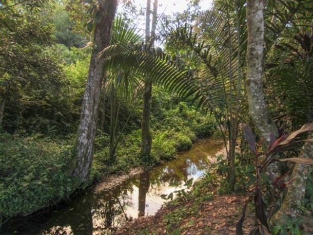 Part of the jungle not far from the village.