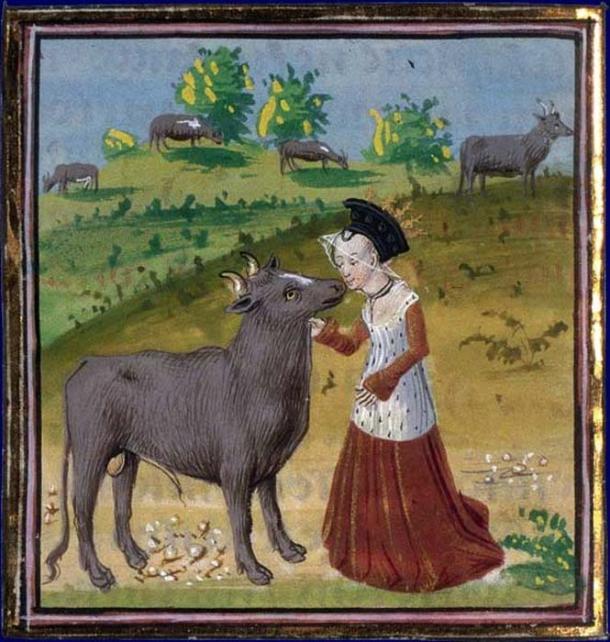 Pasiphae and the bull. (Public Domain)