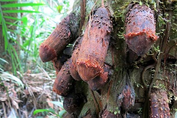 The “Penis tree”, Amazon rainforest 