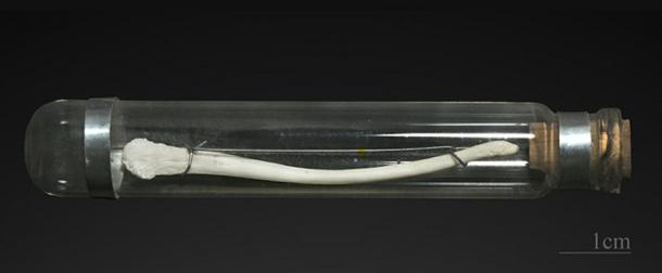 Penis bone of the Japanese macaque. (Didier Descouens / CC BY-SA 4.0)