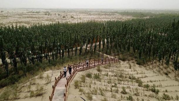 La gente cruza un puente en los bosques artificiales de Kashgar, China, que se dice que aumentan la sequía cuando se utilizan árboles no nativos. (Zhang Guigi/Diario de China)