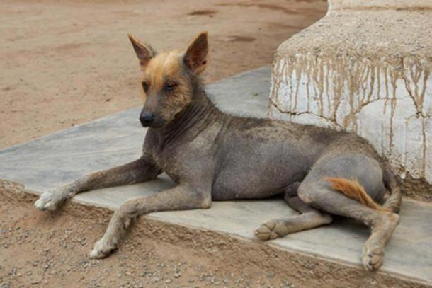 Peruvian Hairless Dog. (JeremyRichards /Adobe Stock)