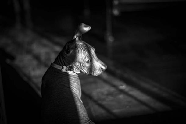 Peruvian hairless puppy. (Angela Villavicencio /Adobe Stock) The Spanish conquistadors thought this was an “ugly breed” fated to be eliminated.