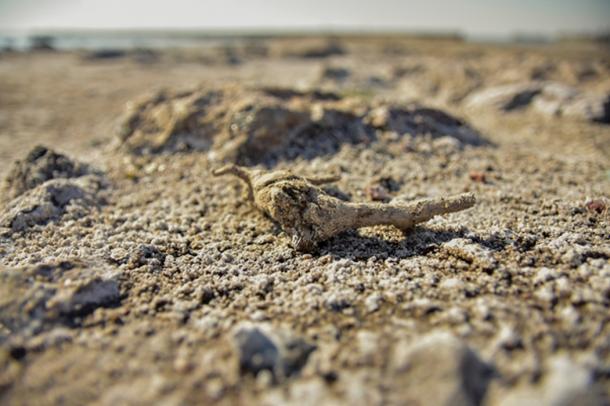 Petrified salty remains of plants and animals. (SaraPaola / Adobe)
