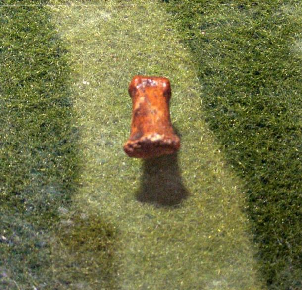 Phalanx belonging to a Homo habilis found at the Victoria Cave site, Cartagena, Spain. Municipal Archaeological Museum of Cartagena.