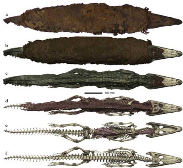 Photo and 3D rendering of the crocodile mummy. (Porcier et al.)