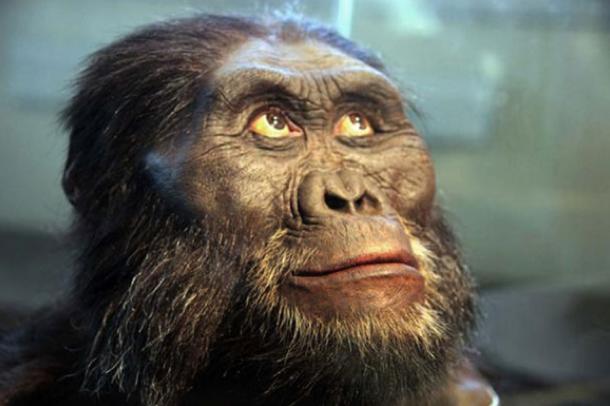 Photo of a head model of an Australopithecus afarensis adult male exhibited in the Smithsonian Museum of Natural History.
