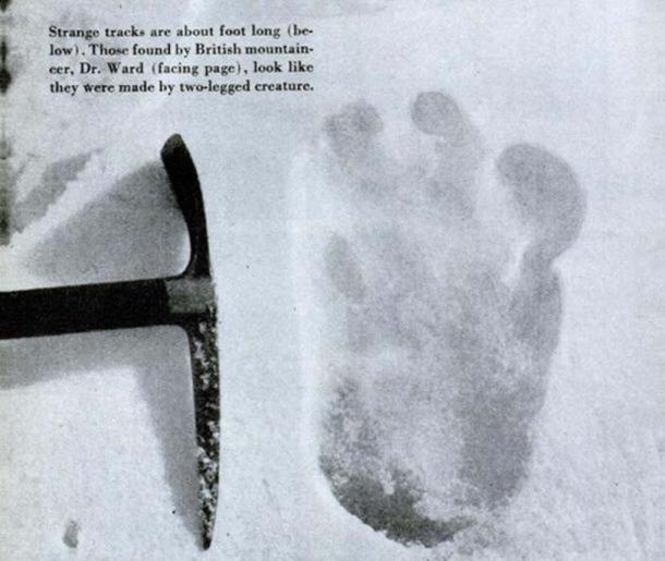 Photograph of an alleged yeti footprint found by Michael Ward. Photograph was taken at Menlung glacier on the Everest expedition by Eric Shipton in 1951. ( Public Domain )