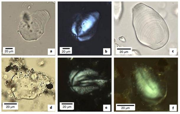 Photomicrographs of individual banana starch granules. a–c, Modern reference samples (Musa sp.) under PPL (a,c) and XPL (b). d–f, Comparative images for archaeological granule (S86) recovered from stratigraphic unit XU13 (48–55 cm) under PPL (d) and XPL (e,f) showing features (shape, eccentricity, extinction cross, lamellae, longitudinal ridges and protuberance) consistent with banana reference samples. (Robert Williams et al / Nature)