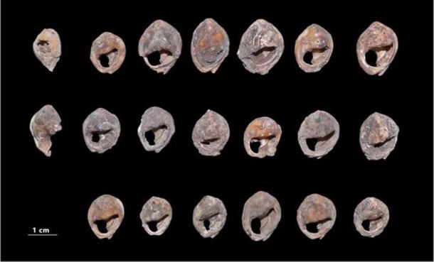 Fotos de un estudio reciente que muestra las cuentas de joyería de concha de caracol de mar encontradas en la cueva Bizmoune de Marruecos. (ScienceAdvances)
