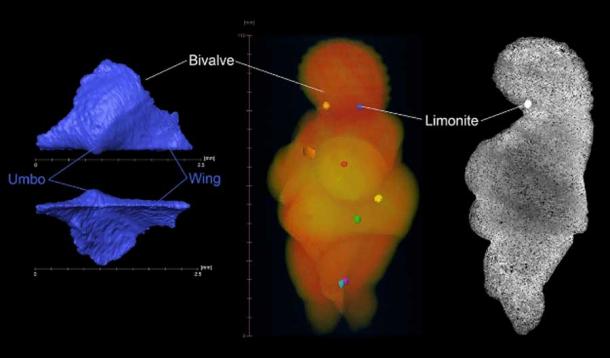Pictures derived from µCT scans of the Venus of Willendorf. Left: Segmented bivalve (Oxytomidae) that was located on the right side of the Venus head. Middle: Volume rendering of the virtual Venus; six embedded limonite concretions. Right: Single µCT-slice showing the porosity and layering of the oolite; note the relative density of the limonite concretion. (Scientific Reports)