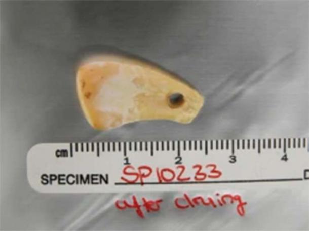 The Pierced deer tooth discovered from Denisova Cave after DNA extraction. (© Max Planck Institute for Evolutionary Anthropology/Nature)